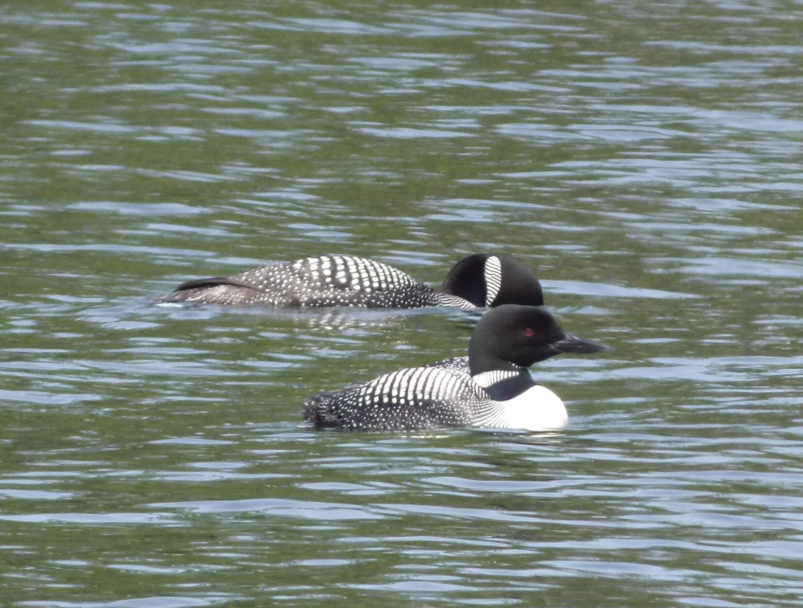 The loons On Golden Pond